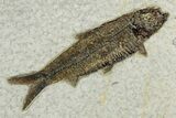 Plate with Two Detailed Fossil Fish (Knightia) - Wyoming #370871-3